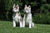 SIBERIAN HUSKY 361